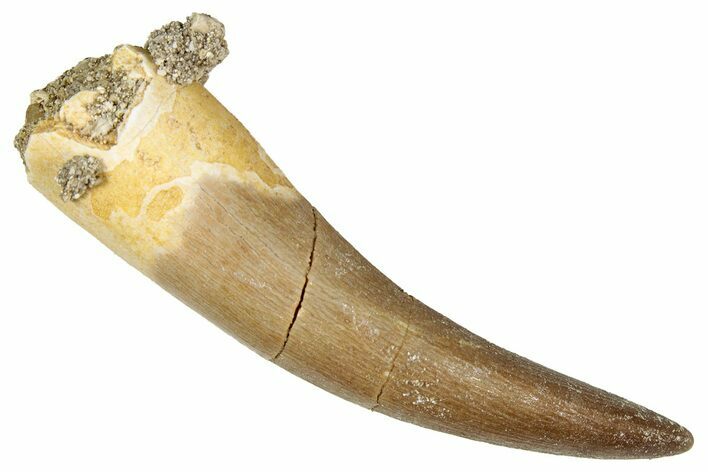 Fossil Plesiosaur (Zarafasaura) Tooth - Morocco #344218